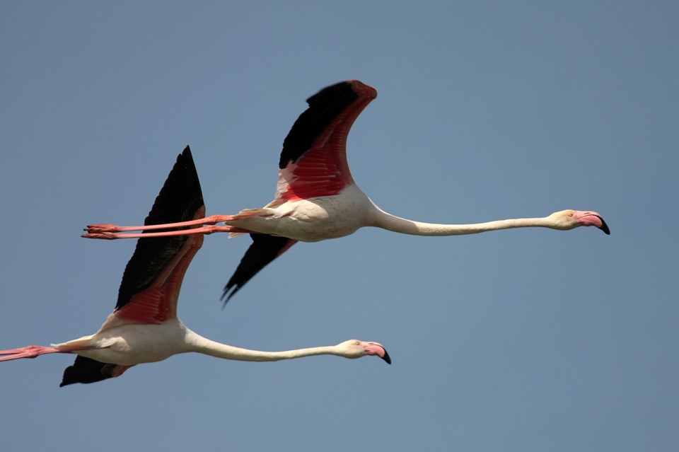 Evento birdwatching Diaccia Botrona